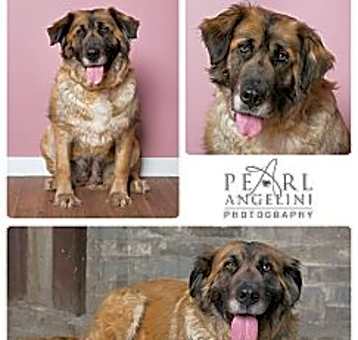 Photo of Gertie
