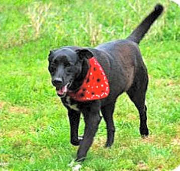 Photo of Charlie