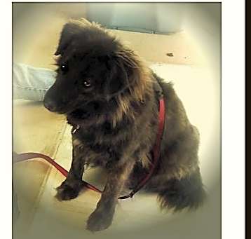 Photo of Abby