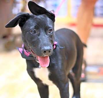Photo of Tessie