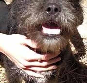 Photo of Scruffy