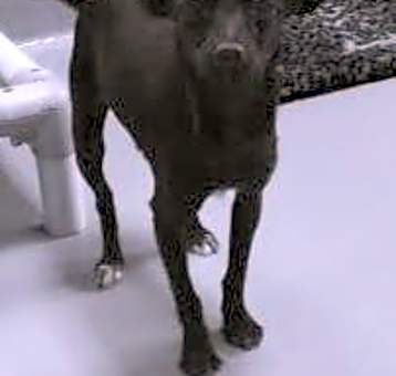 Photo of Darla