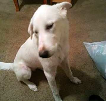 Photo of Corra