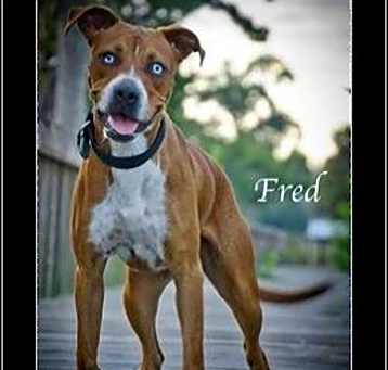 Photo of FRED