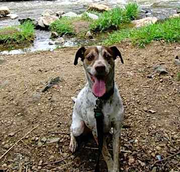 Photo of "Bodhi" the Sweetheart