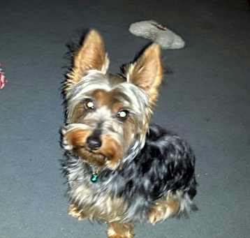 Photo of Buddy