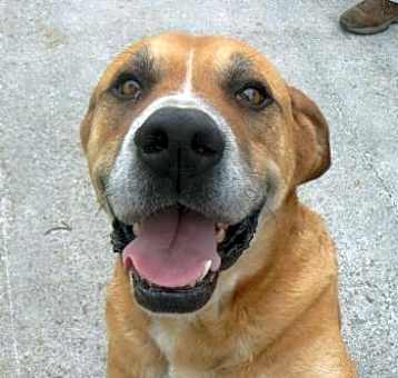 Photo of Butch