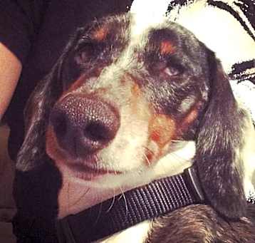 Photo of Harvey