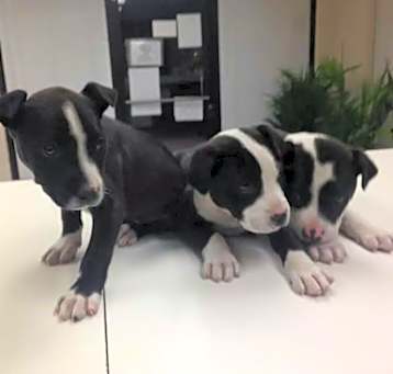 Photo of Border Collie Mix Pups