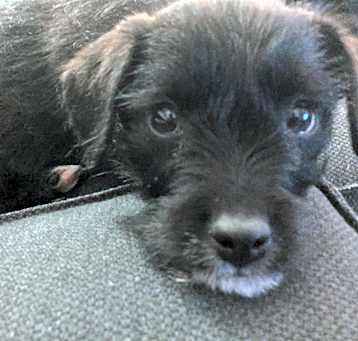 Photo of Millie