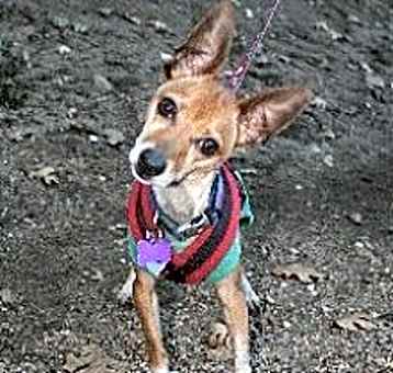 Photo of PEANUT