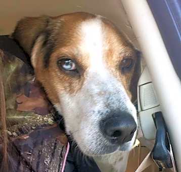 Photo of Roscoe