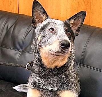 Photo of Rascal