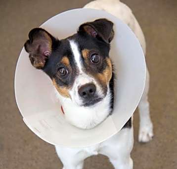 Photo of Chase