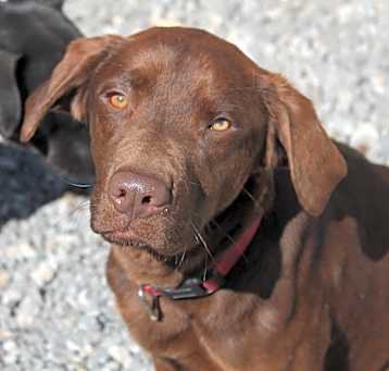 Photo of Violet