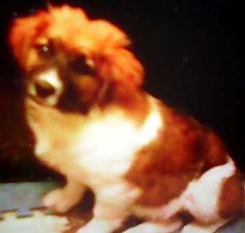 Photo of star