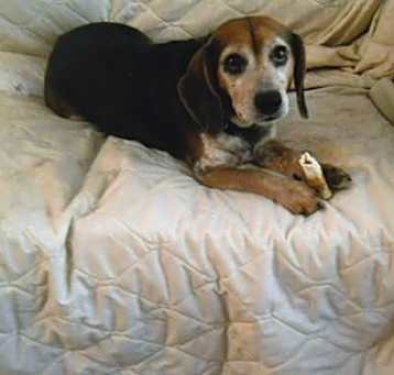 Photo of Bobbie