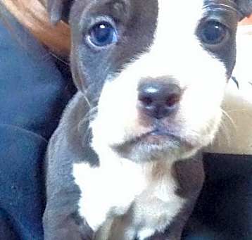 Photo of Buster