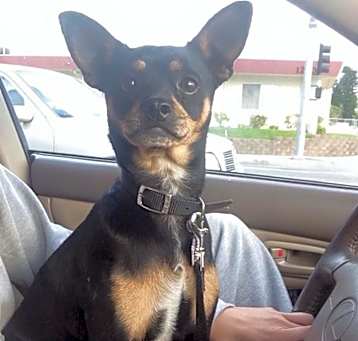 Photo of Buddie
