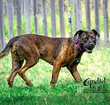 Photo of Sadie