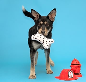Photo of Toby