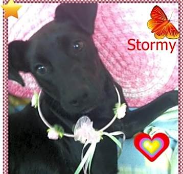 Photo of Stormy