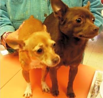 Photo of Snickers (on the RIGHT)