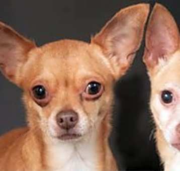 Photo of Mimi (on the LEFT)