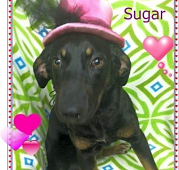 Photo of Sugar