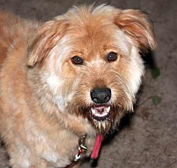 Photo of Lassie