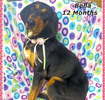 Photo of Bella