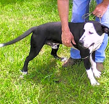 Photo of Bandit