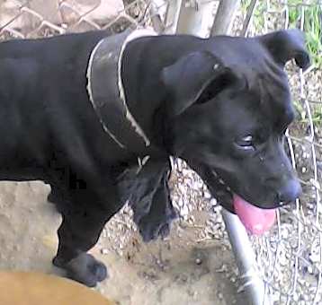Photo of Ebony
