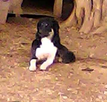 Photo of Shadow