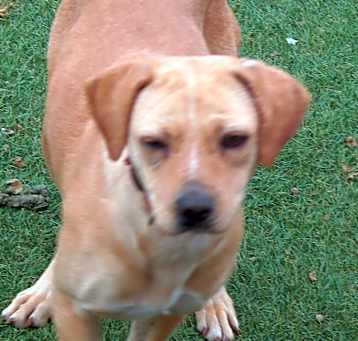 Photo of GINGER