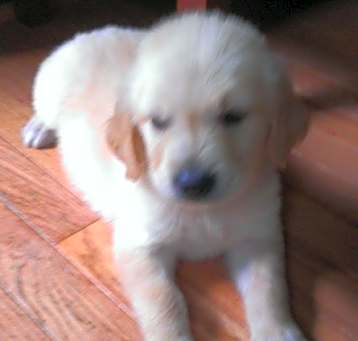 Photo of lucy