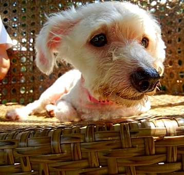 Photo of Ivy