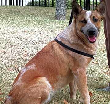 Photo of Nutmeg