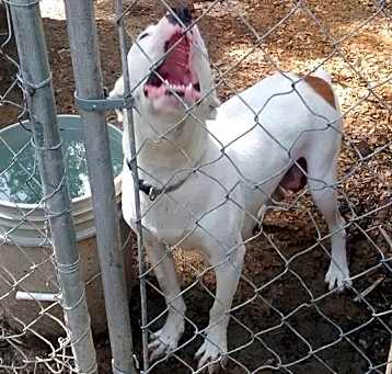 Photo of Shiloh