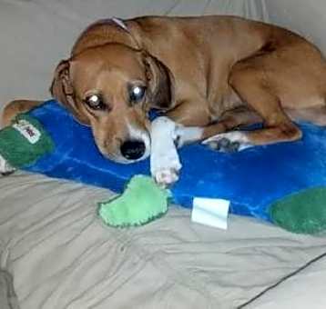 Photo of Dixie II