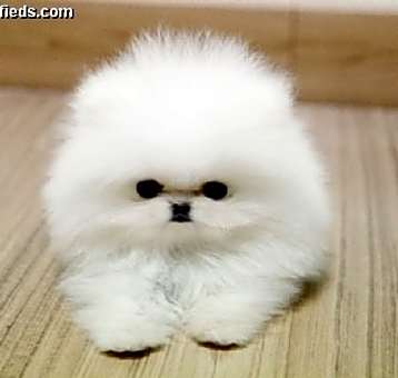 Photo of Teacup