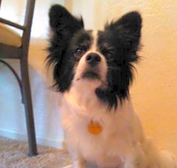 Photo of Belle