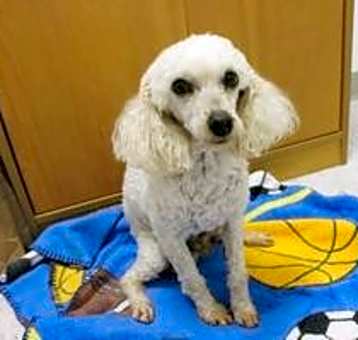 Photo of Archie