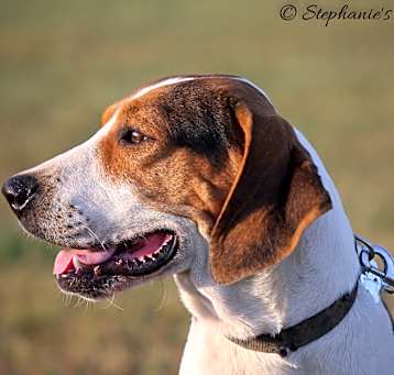 Photo of Beau