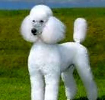 Photo of Snow