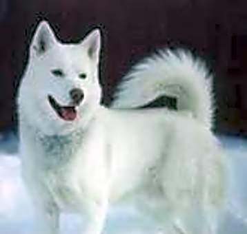 Photo of Volt