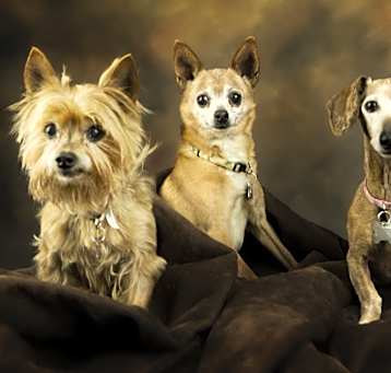 Photo of Tinkerbell
