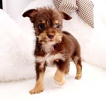 Photo of Chico