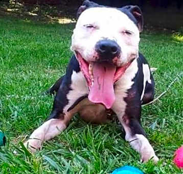 Photo of Petey