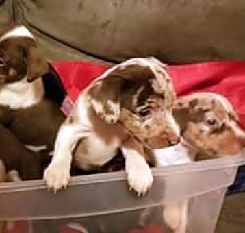 Photo of Aussie mix liter